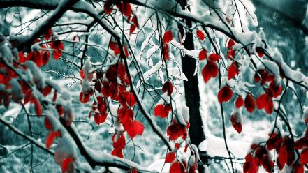 Nature winter snow trees leaves color pop wallpaper