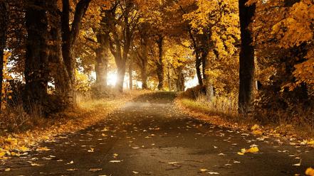 Trees orange leaves roads autumn wallpaper