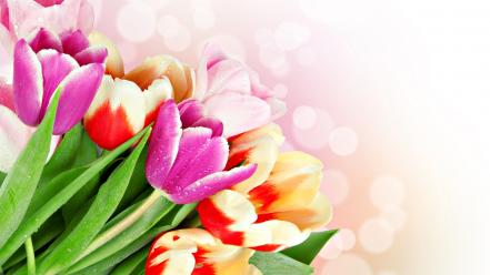 Tulips roses wallpaper