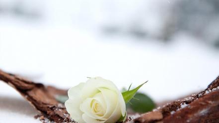 Winter white roses wallpaper