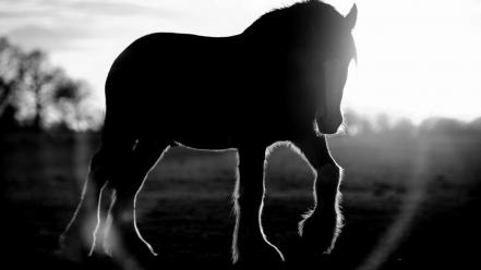 Animals silhouette horses grayscale sunlight blurred background wallpaper