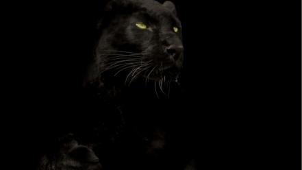 Cats animals black panther wallpaper