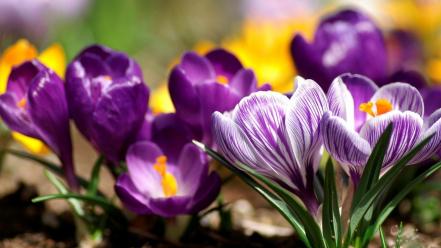 Flowers crocus purple wallpaper