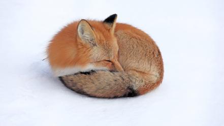 Nature snow red animals firefox yukon foxes wallpaper