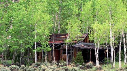 Nature trees old colorado cabin aspen wallpaper