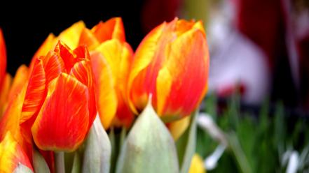 Nature tulips orange flowers blurred background wallpaper
