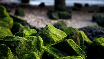 Rocks algae wallpaper