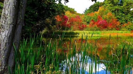 Trees grass lakes wallpaper