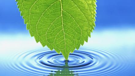 Water leaves wallpaper