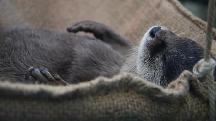 Animals otters sleeping wallpaper