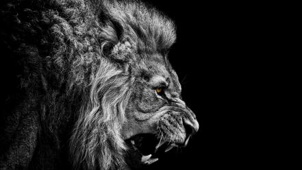 Black and white angry the king mountain lion wallpaper