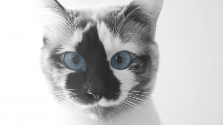 Cats blue eyes animals wallpaper