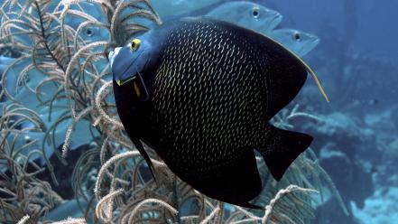 Fish underwater angelfish wallpaper