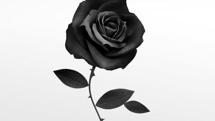 Grayscale artwork roses white background ruben ireland wallpaper