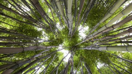 Green trees forest bamboo looking up wallpaper