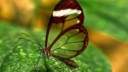 Insects glasswing butterfly butterflies wallpaper