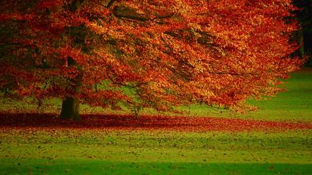 Landscapes nature trees autumn wallpaper