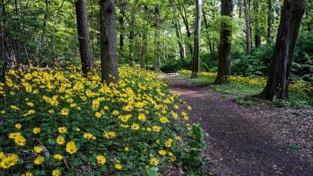 Landscapes nature trees flowers yellow wood path track wallpaper