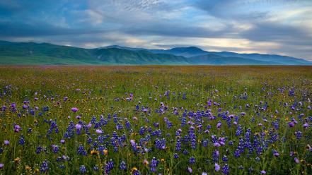 Mountains landscapes fields california meadows blue flowers wildflowers wallpaper