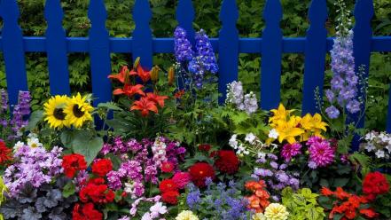 Nature flowers washington picket fence wallpaper