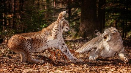 Nature forests animals lynx attack wallpaper