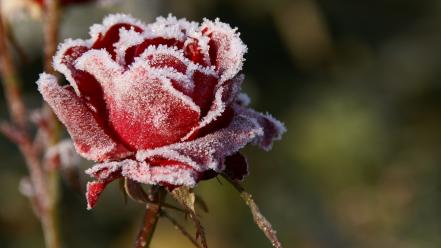 Nature red focus frost roses wallpaper