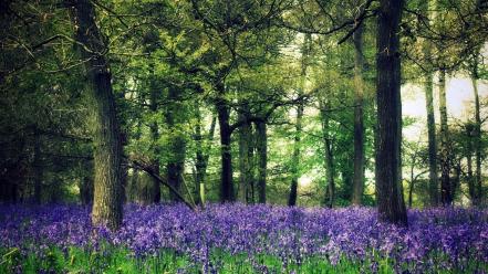 Nature trees flowers forest wallpaper