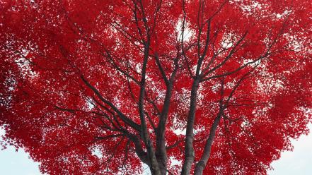 Nature trees red skies branch maple wallpaper