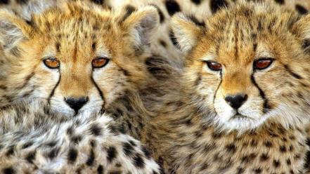 Animals cheetahs wallpaper