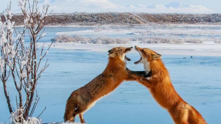 Animals fighting foxes snow landscapes wallpaper