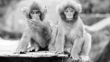 Animals grayscale monkeys wallpaper
