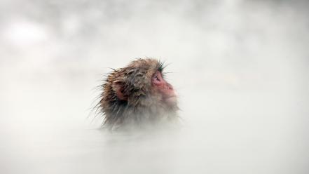 Animals mist monkeys snow monkey wallpaper