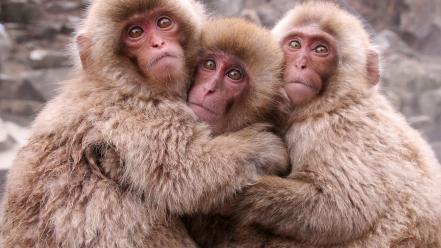 Animals monkeys japanese macaque wallpaper