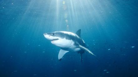 Animals national geographic sharks great white shark wallpaper