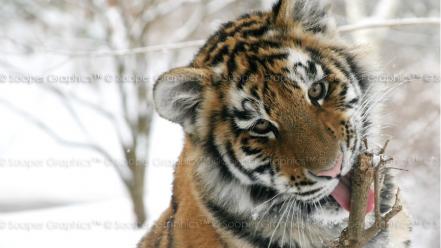 Animals tigers feline wallpaper