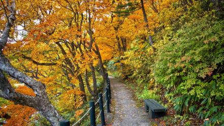 Autumn (season) forest path wallpaper