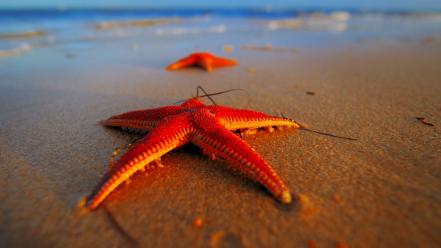 Beach starfish wallpaper