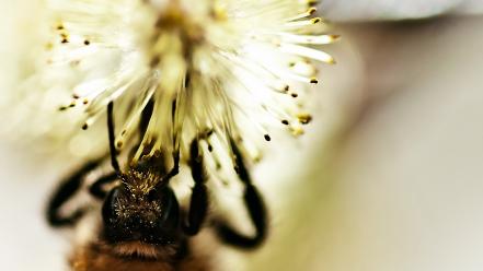 Close-up nature bees wallpaper