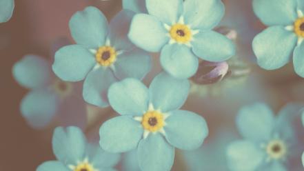 Flowers forget-me-nots blue wallpaper