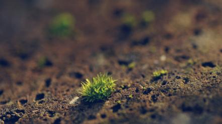 Grass dirt depth of field wallpaper