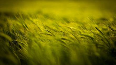 Grass fields wallpaper