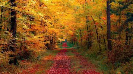 Landscapes nature roads autumn wallpaper