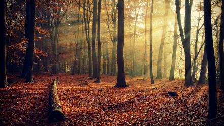 Landscapes nature trees autumn wallpaper