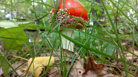 Mushrooms wallpaper