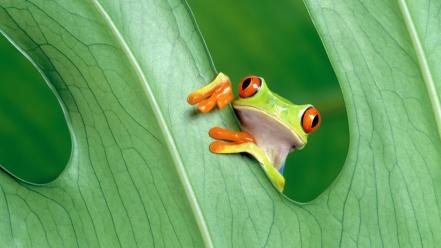 Nature leaves frogs red-eyed tree frog wallpaper