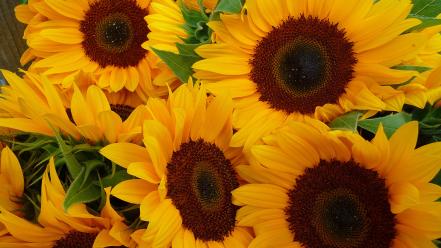 Nature sunflowers wallpaper