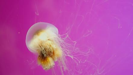 Ocean nature jellyfish underwater sealife pink background wallpaper