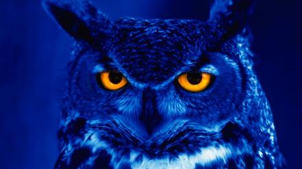 Owls orange eyes birds wallpaper