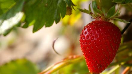 Plants strawberries wallpaper