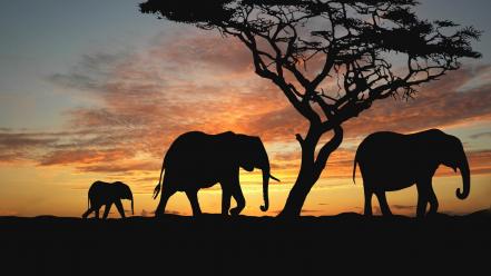 Sunset trees animals silhouette elephants africa baby elephant wallpaper